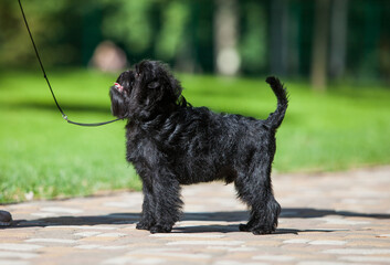 Little black affenpinscher in the park