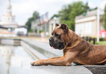 italian cane corso street portraits