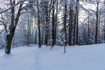 The road through the winter, snowy forest. Trees in the snow. Snow hidden path