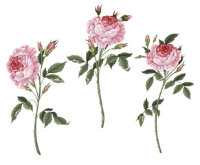 Pink vintage roses isolated. Vector.