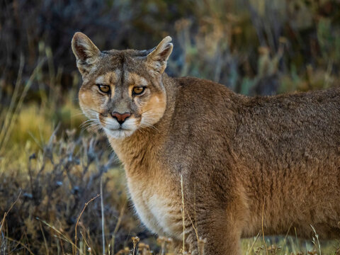 If looks could kill, portrait of a Puma (Puma concolor) standing in the grass staring at the camera in Torres del Pain National Park; Patagonia, Chile