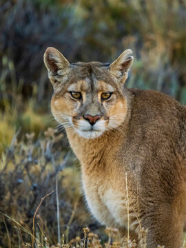 If looks could kill, Portrait of a Puma (Puma concolor) standing in the grass staring at the camera in Torres del Pain National Park; Patagonia, Chile