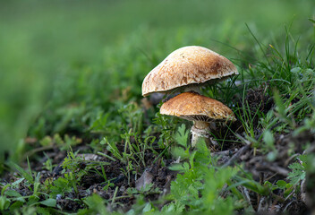 mushroom found in the forest after the rain