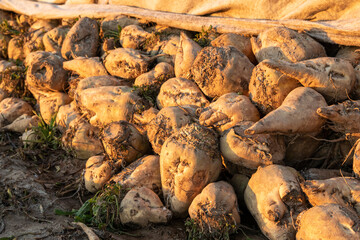 Tas de betterave à sucre en attente d'enlèvement stocké sur le bord d'une route et recouvert d'une bache contre le gel et les intempéries