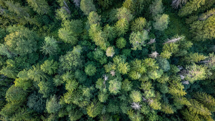 Overhead shot of spruce forest