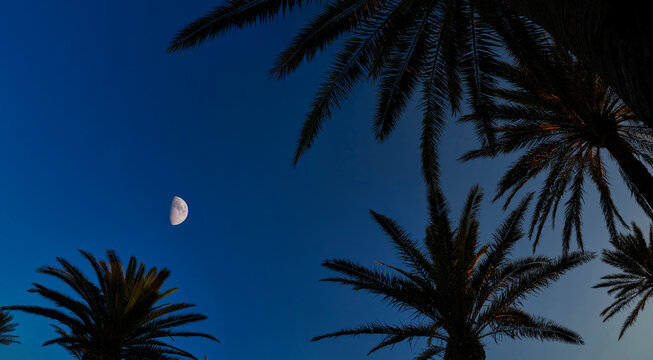 Panorama of silhouettes of palm trees at sunset on Mediterranean Island of Menorca.