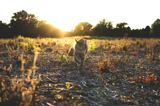 Tabby cat walking across a field as the sun is setting.