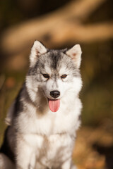 Siberian Husky puppy in the forest
