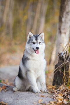 Siberian Husky puppy in the forest