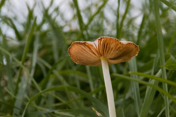 kleiner Pilz mit Gras im Hintergrund