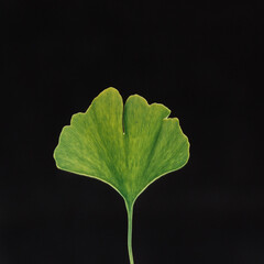 Blatt eines Ginkgo isoliert vor schwarzem Hintergrund