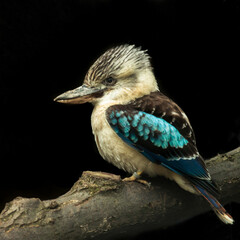 Lachender Hans im Profil freigestellt 
