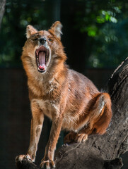 Rothund mit offenem Maul auf einem Baumsitzend