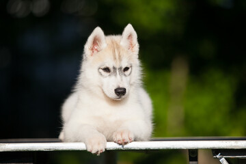 Naklejka premium Siberian Husky puppy in the forest