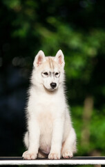 Naklejka premium Siberian Husky puppy in the forest