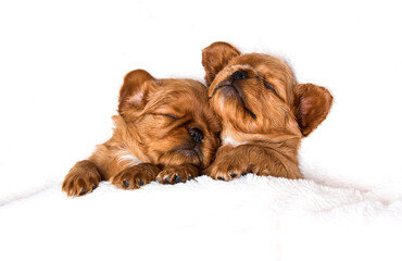 red spaniel puppies sleep under a white fluffy blanket