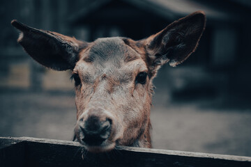Portrait of a deer with brown eyes looking into distance over a wooden fence.