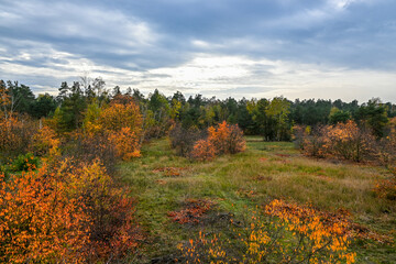 Herbst mit gelben Blättern im Landschaftsschutzgebiet FriedWald Nuthetal-Parforceheide bei...