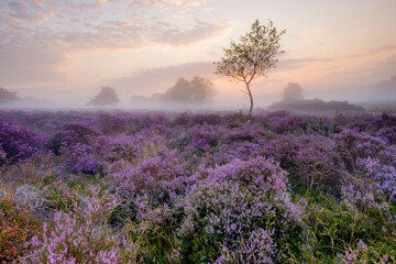 Misty Autumn morning on Westleton Heath.
