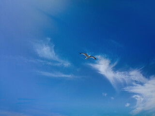 seagulls in the sky