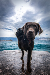 dog at the sea