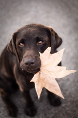 labrador retriever holding a leaf