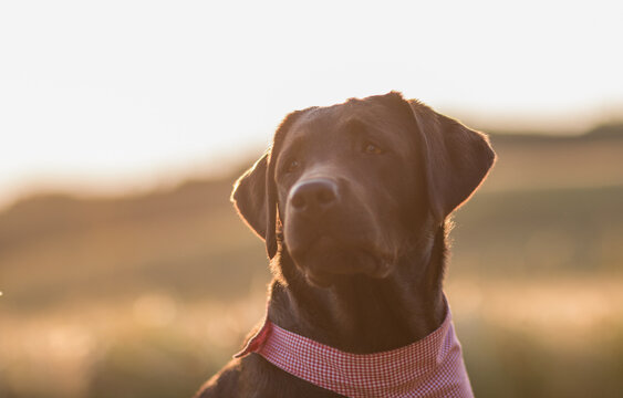 labrado retriever at sunset