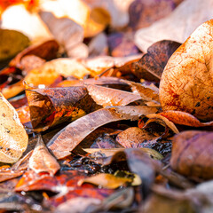 A feast of colorful leaves lay on the ground. Fall and winter relaxing image with natural earthy colors.