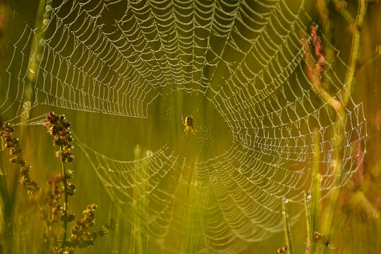 kleine Spinne in ihrem Spinnennetz in der Natur