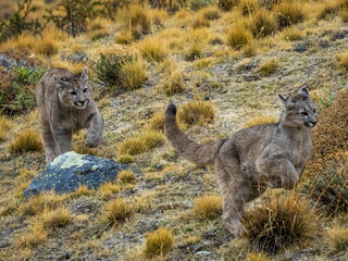 Puma kittens (Puma concolor) playing in Torres del Paine National Park; Patagonia, Chile