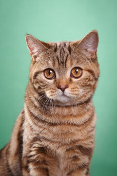 british cat on green background. cat portrait in photo studio