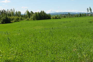 Obraz premium Eine Wiese im Frühling kurz vorm mähen fürs Heu. Im Hintergrund ein Wald. Gesehen auf dem Olavsweg ein Pilgerweg von Oslo nach Trodheim in der Nähe von Jessheim in der Provinz Viken. Norwegen.