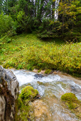 alpin river in the forest (austria)