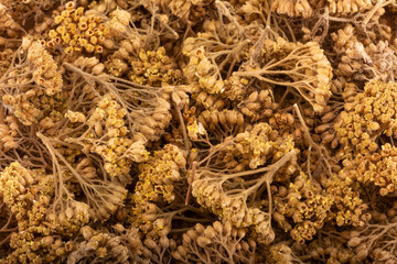 Dried yarrow Landscape