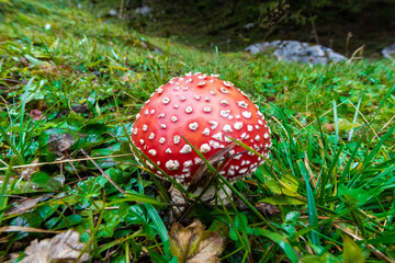 fly agaric mushroom in forest