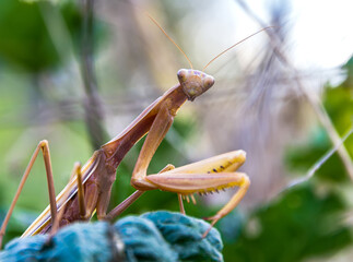 The praying mantis lurks in the grass, It hunts for insects.