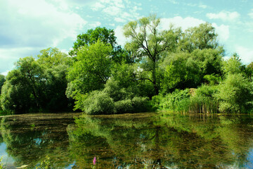 Fototapeta premium lake in the park