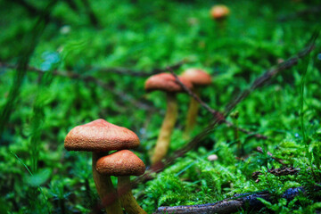 mushroom in the forest