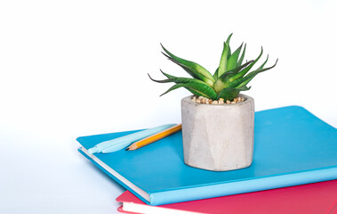 Notebooks and office plant on a white background close-up.