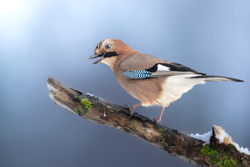 Bird Eurasian Jay Garrulus glandarius sitting on the branch Poland, Europe