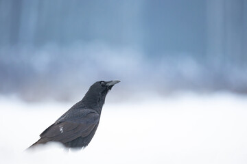 Bird beautiful raven Corvus corax North Poland Europe, winter time