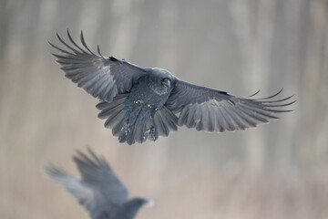 Bird beautiful raven Corvus corax North Poland Europe, winter time