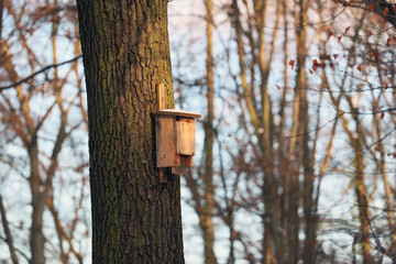 Karmnik dla ptaków na zimę zamocowany na drzewie.  - obrazy, fototapety, plakaty