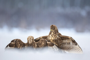 landing Common buzzard Buteo buteo in the fields in winter snow, buzzards in natural habitat, hawk...