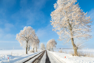 Landscape winter frosty sunny day, blue sky, trees covered with frost, road and snow, Poland Europe