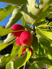 Nature, flowers, botanic, macro, wood, grass, photo, fruits, beautiful