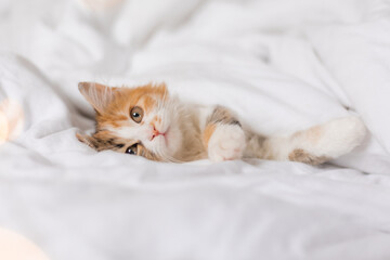 a cute tricolor kitten sleeps at home in a bed with white linens. Pets and the comfort of home