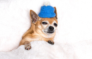 dog breed chihuahua sleeps in a hat in a fluffy blanket