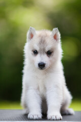 Siberian Husky puppy in the forest