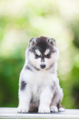 Siberian Husky puppy in the forest